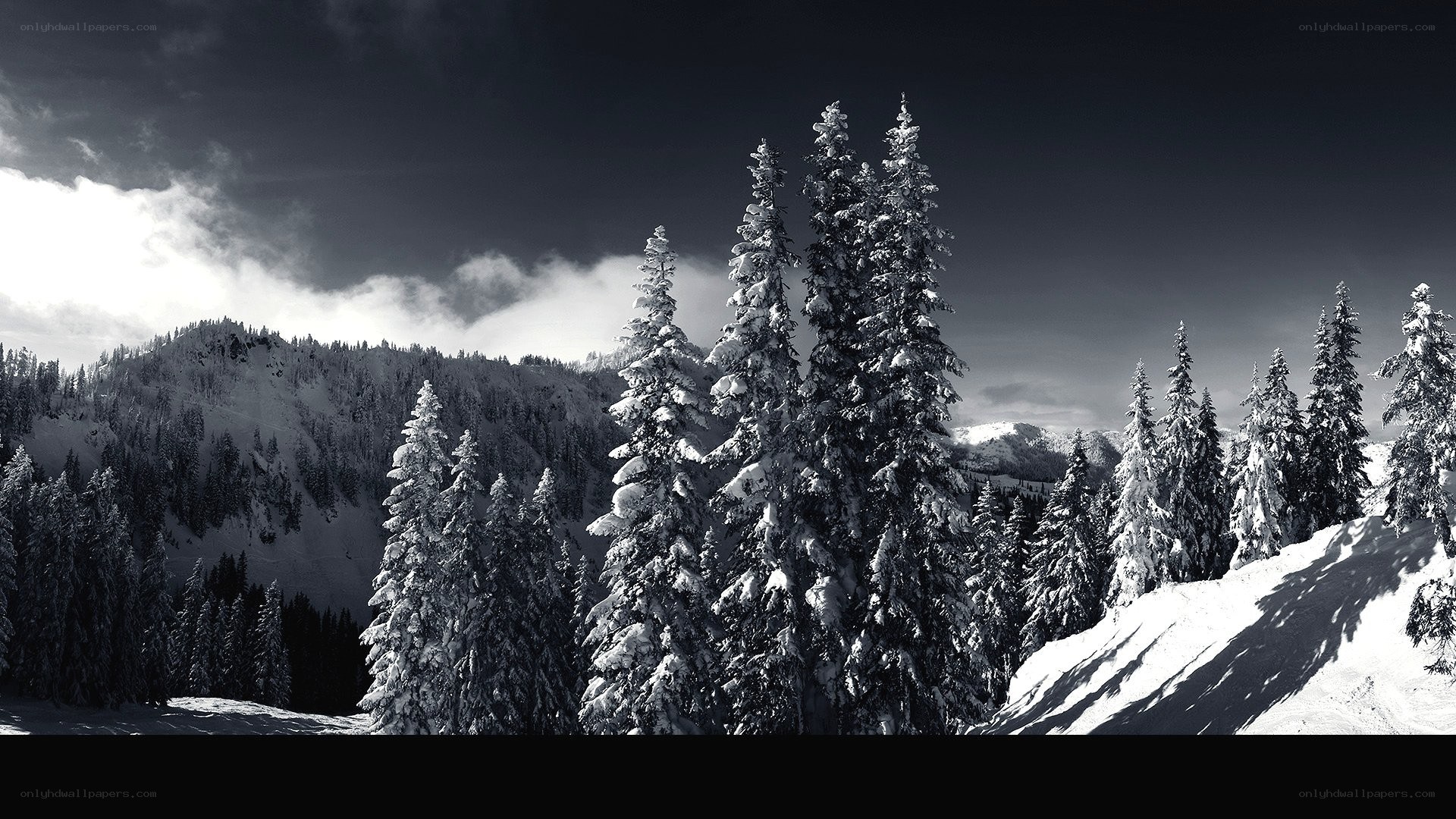 snow-covered forest in mountains