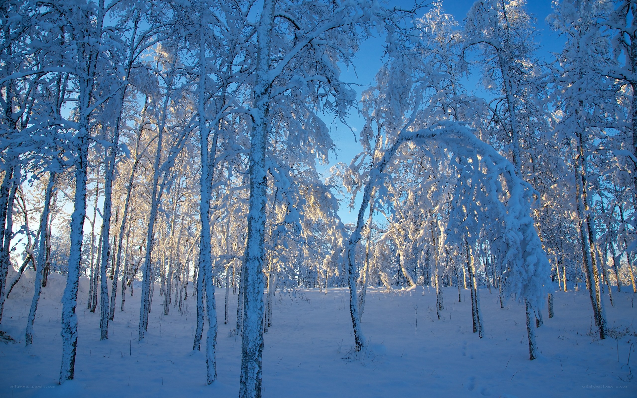 Snow-covered forest in winter