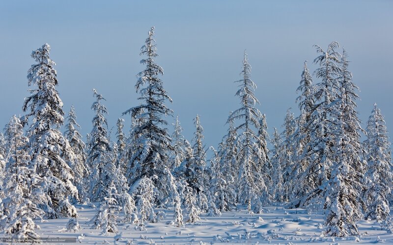 Snow-covered forest in winter