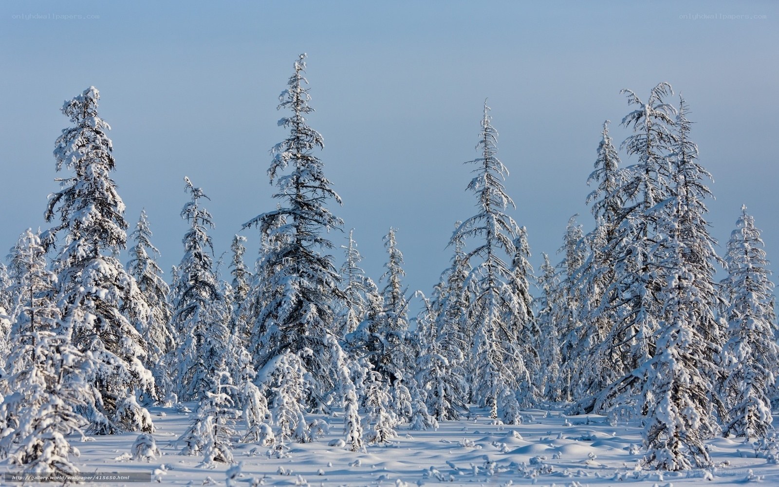 Snow-covered forest in winter