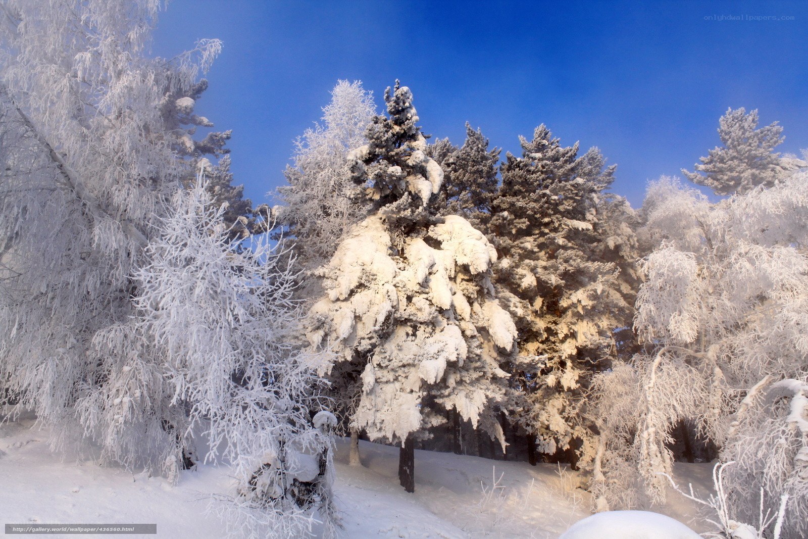 Snow-covered forest in winter