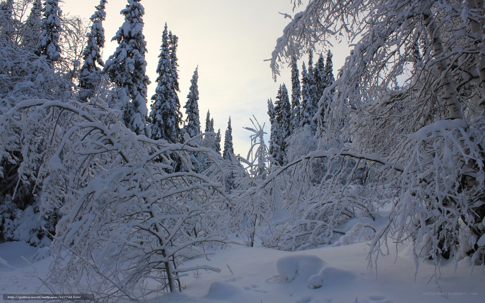 Snow-covered forest in winter