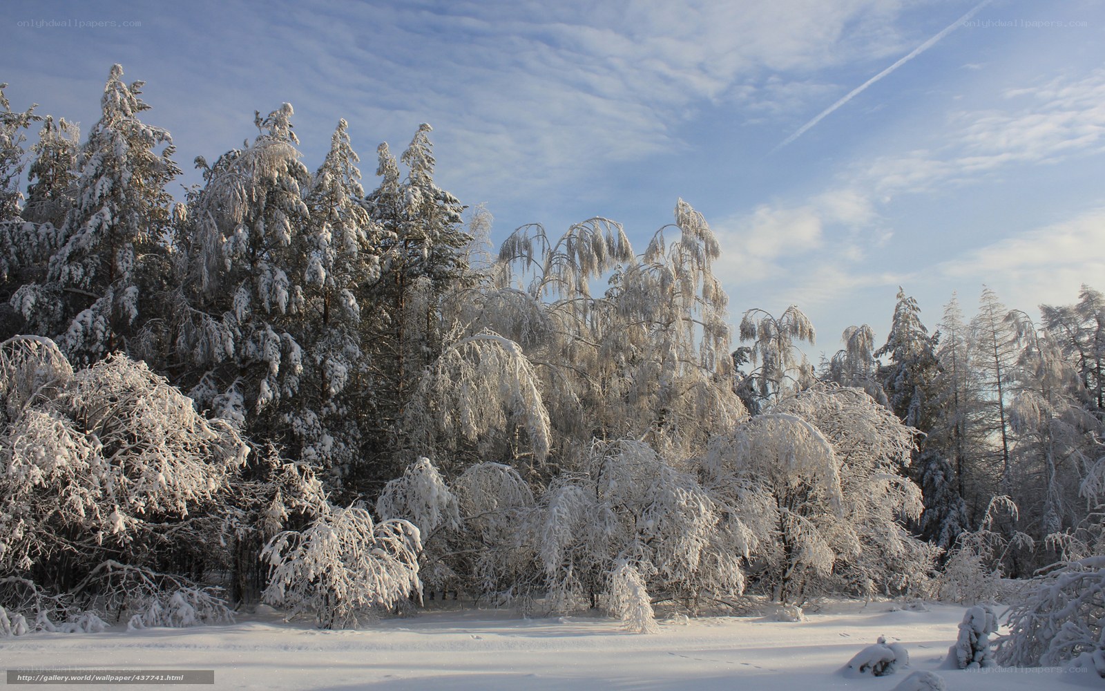 Snow-covered forest in winter