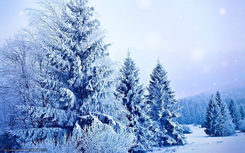 Snow-covered forest in winter
