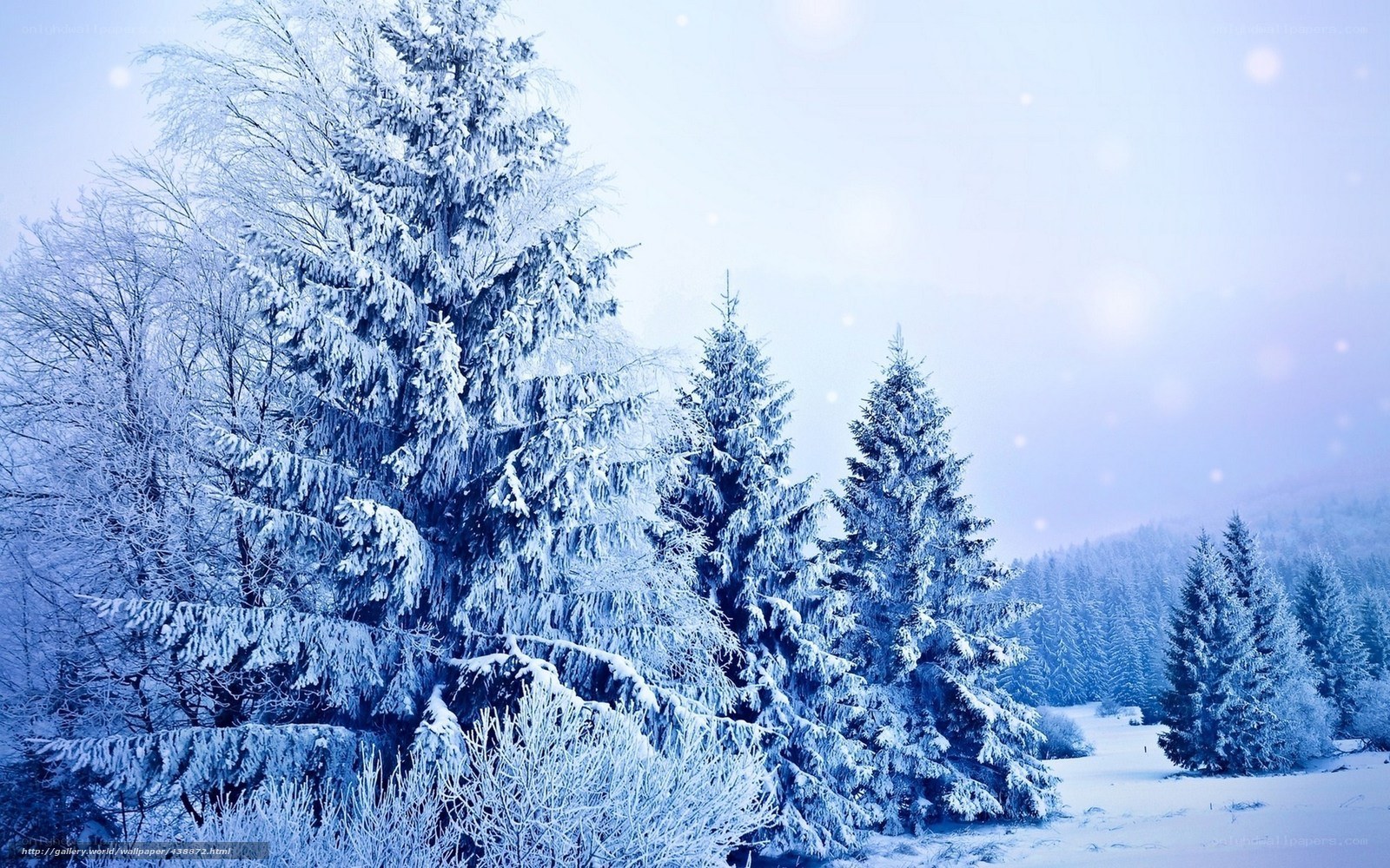 Snow-covered forest in winter