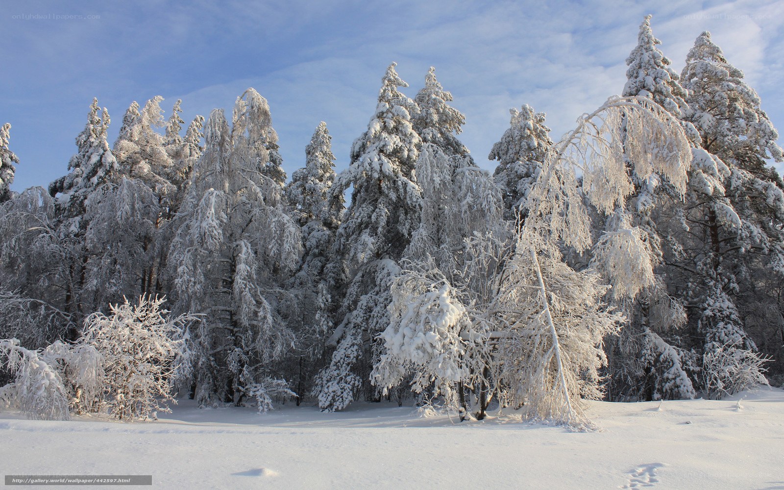 Snow-covered forest in winter