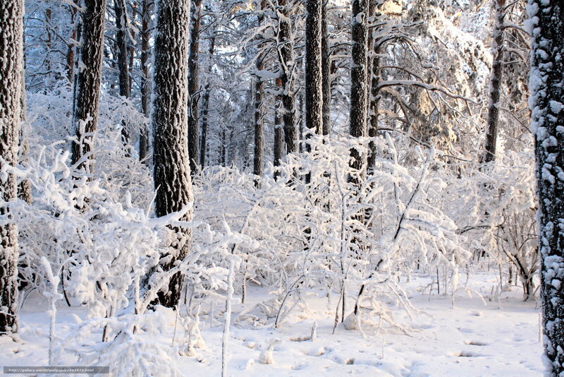 Snow-covered forest in winter