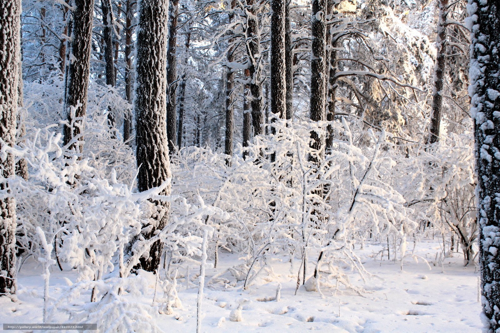Snow-covered forest in winter