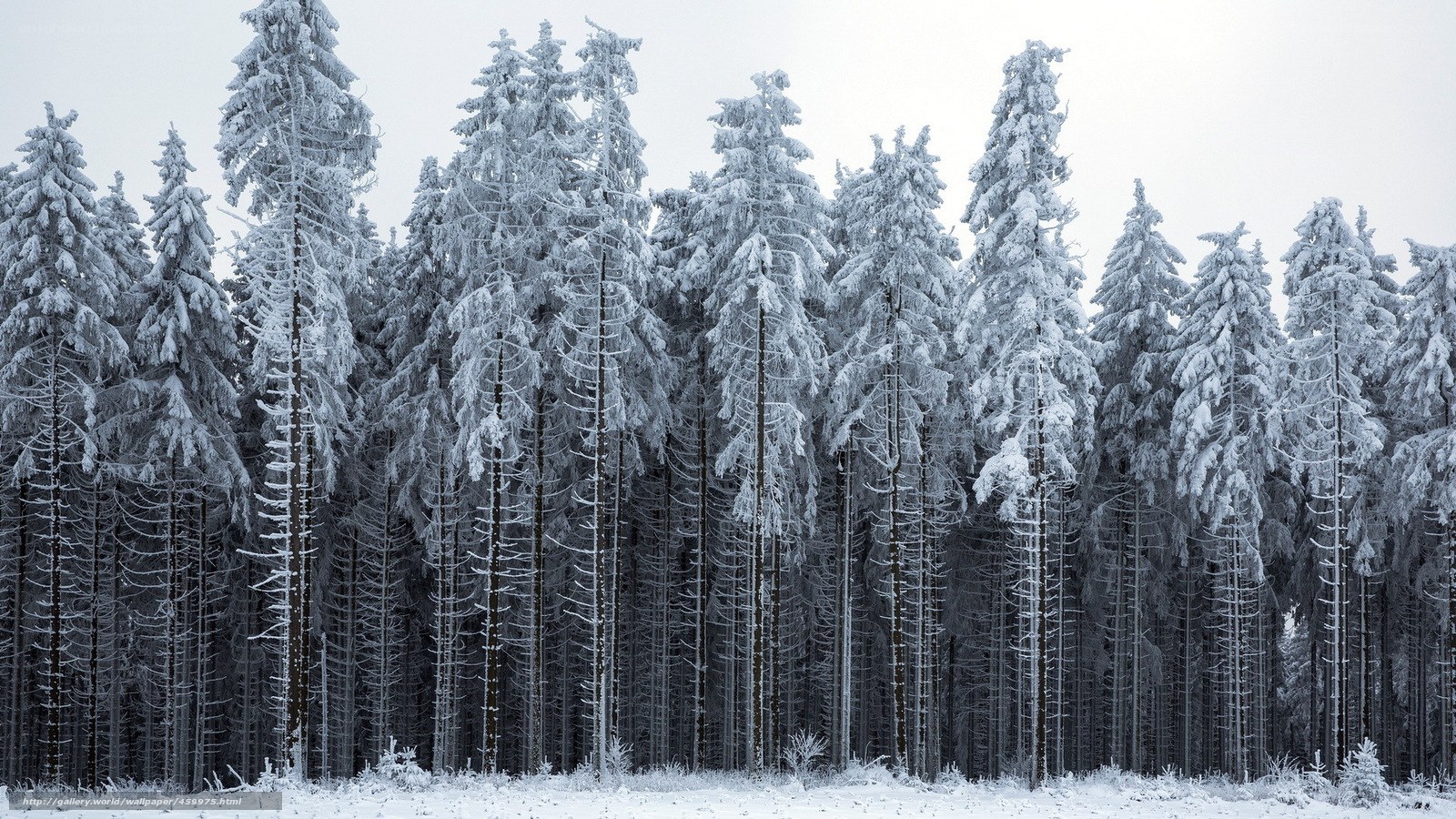 Snow-covered forest in winter