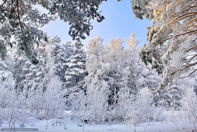 Snow-covered forest in winter