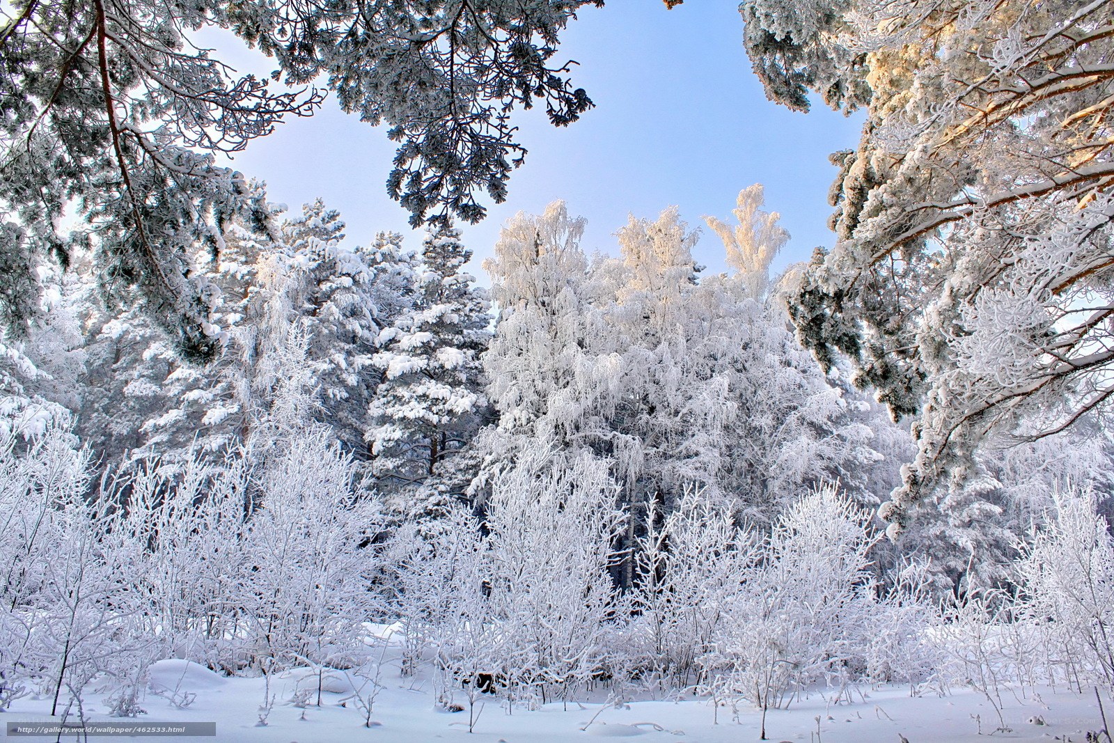 Snow-covered forest in winter