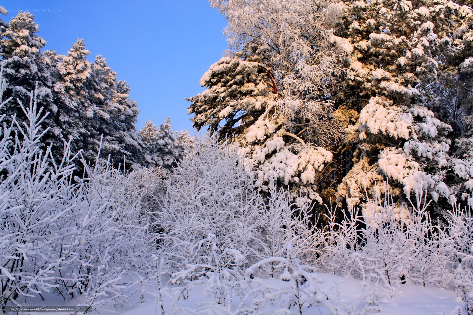 Snow-covered forest in winter