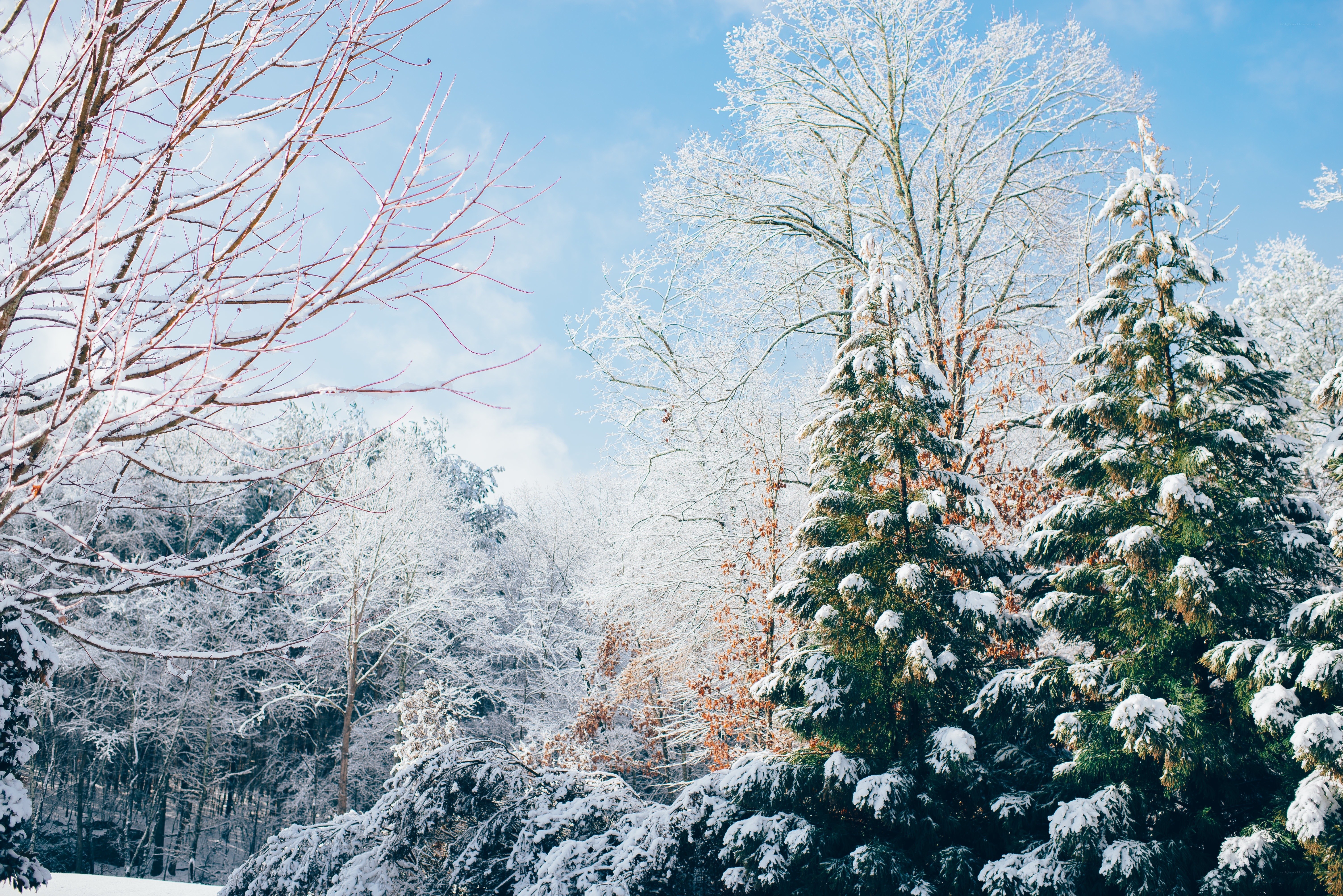 Snow-covered forest in winter