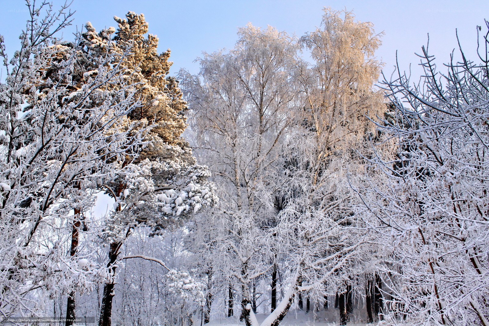 Snow-covered forest in winter