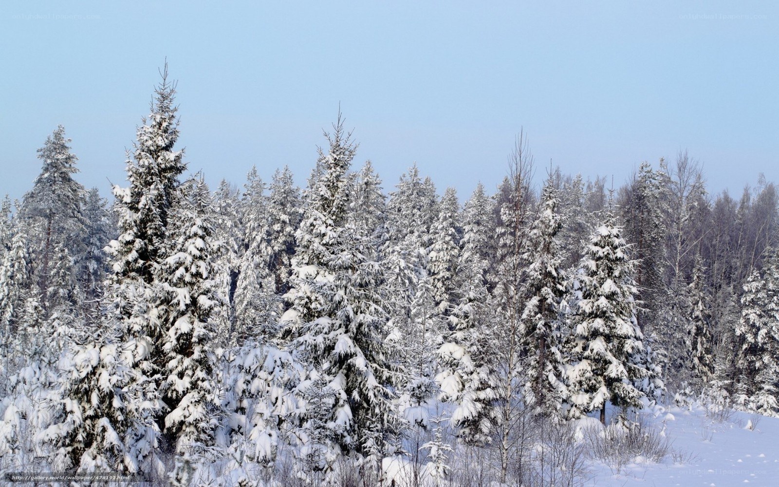 Snow-covered forest in winter