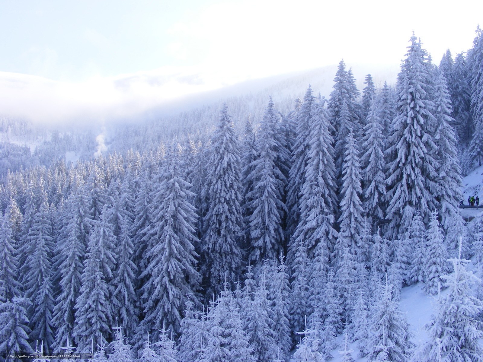 Snow-covered forest in winter