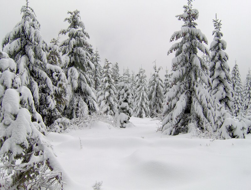 Snow-covered forest in winter