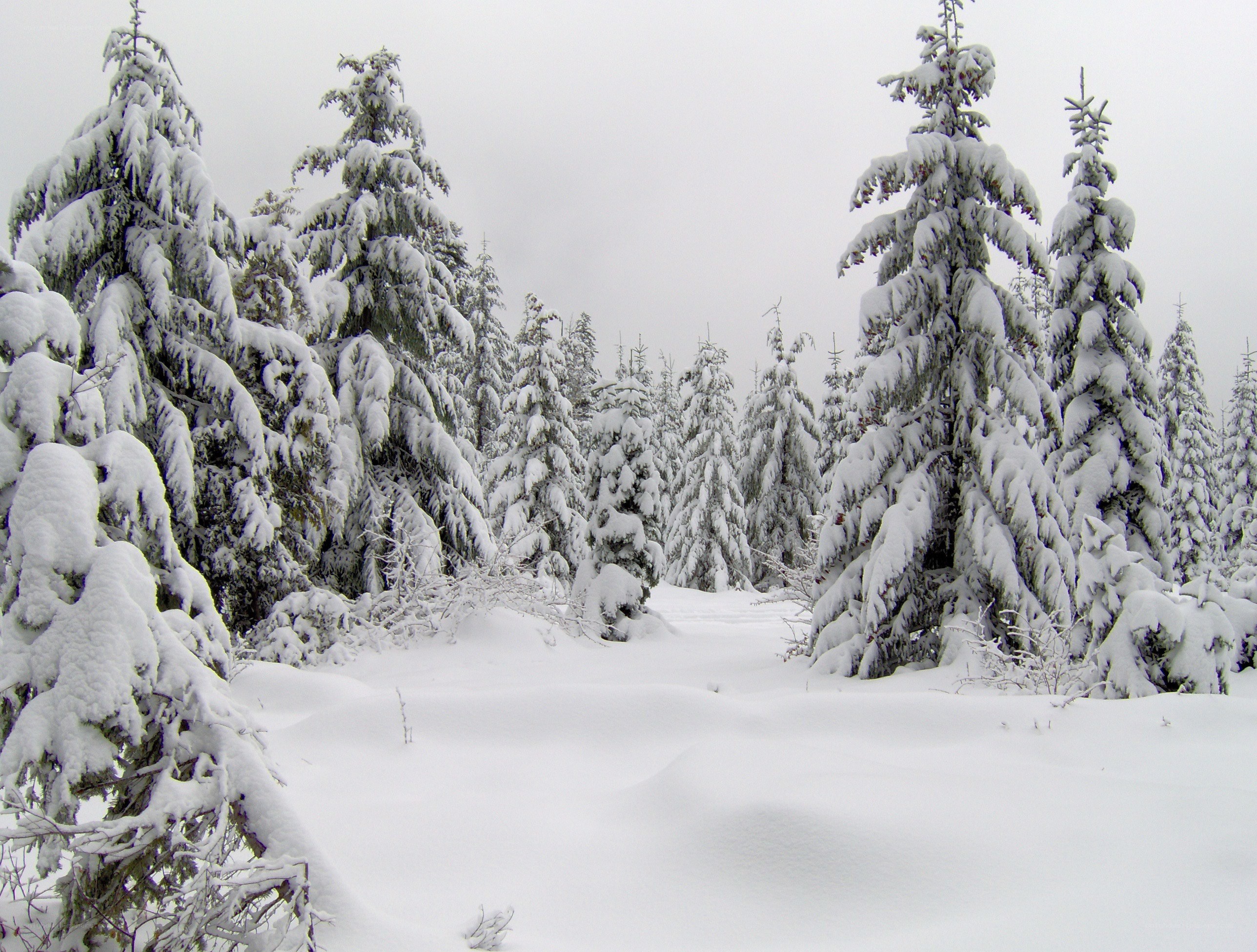 Snow-covered forest in winter
