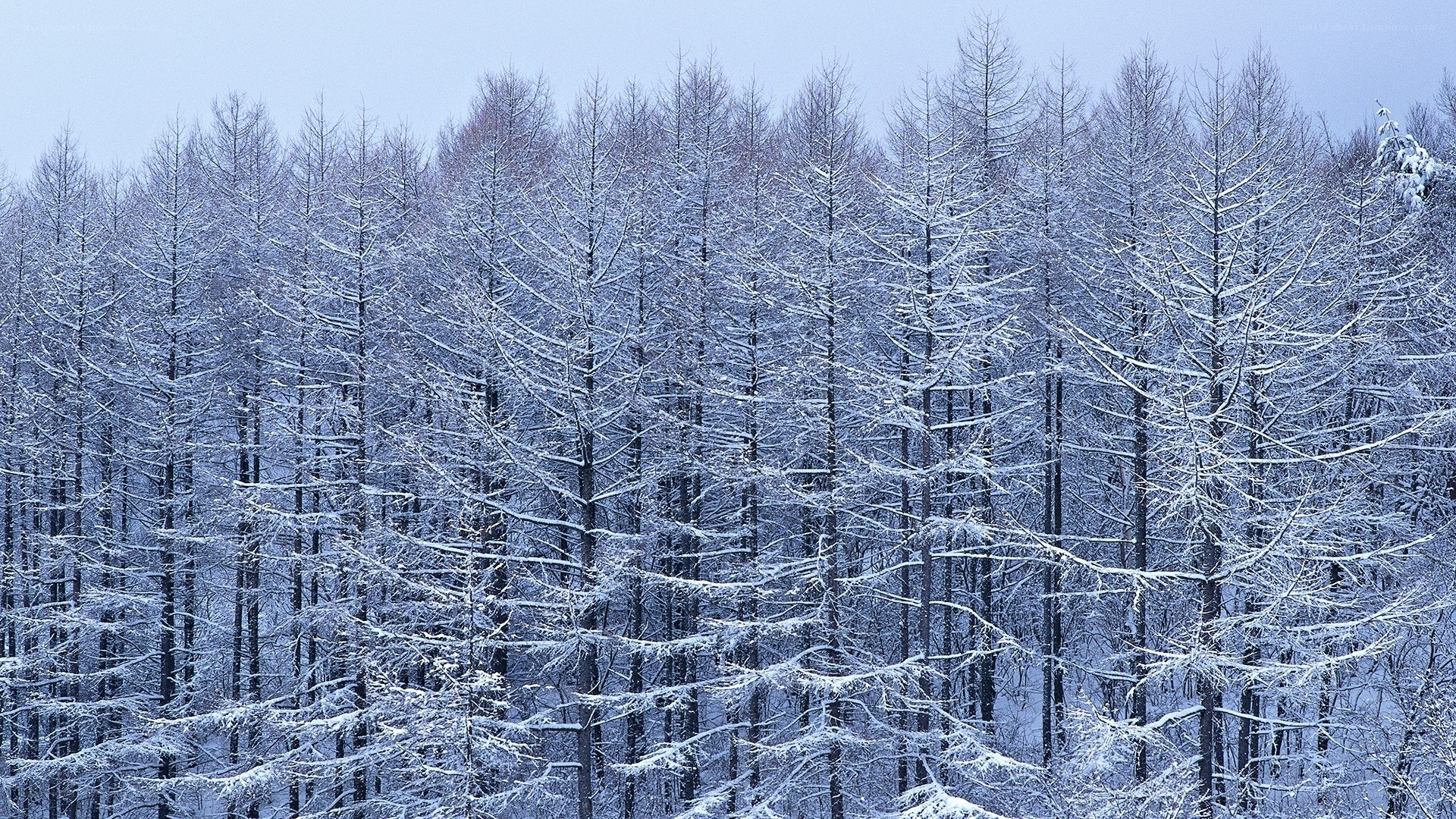 snow-covered forest in winter