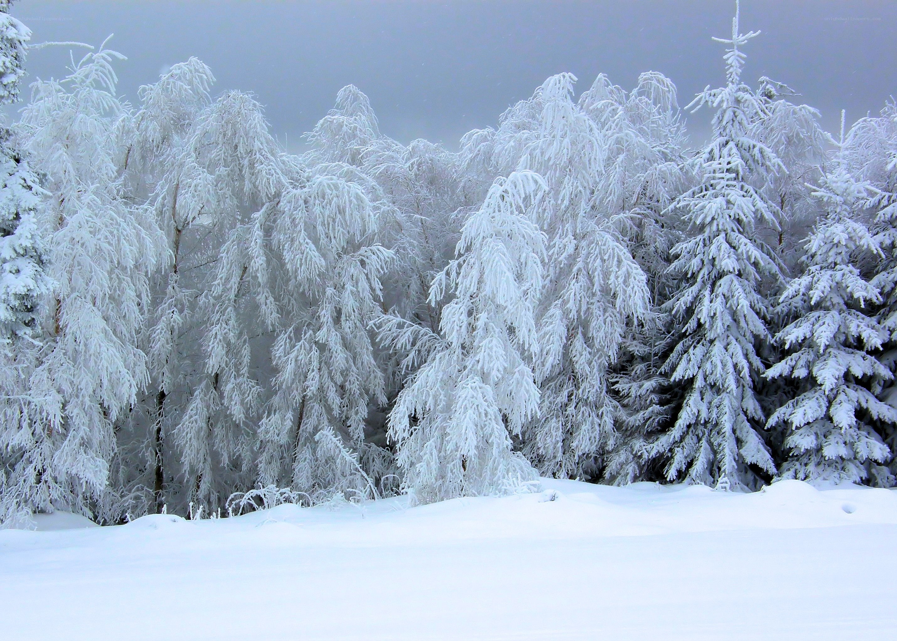 snow-covered forest in winter