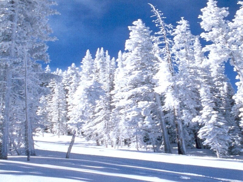 snow-covered forest in winter