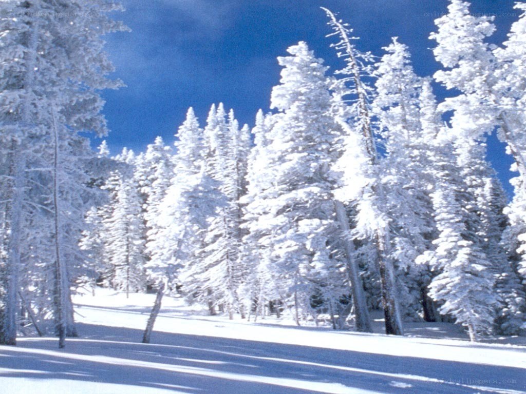 snow-covered forest in winter