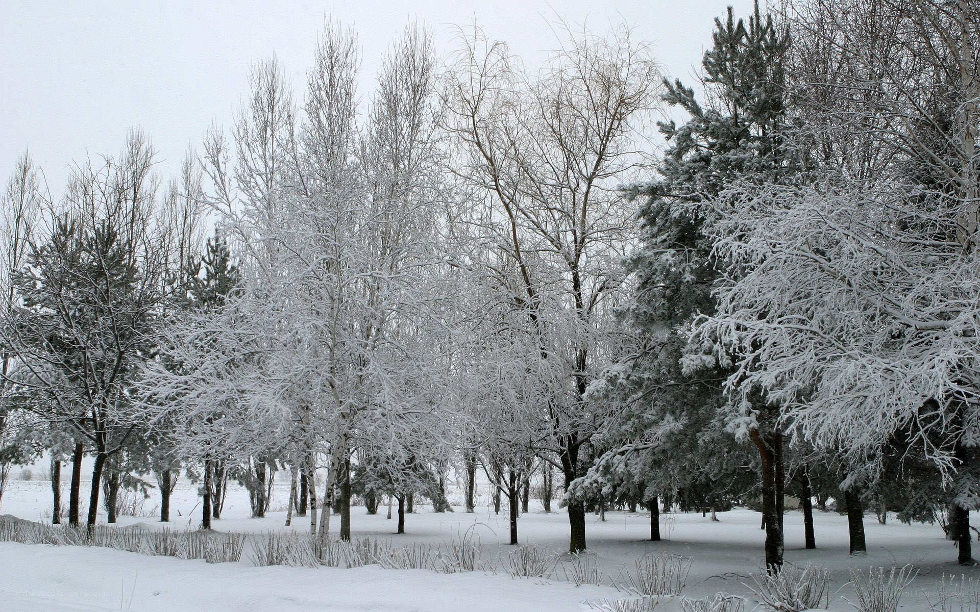Snow-covered forest in winter