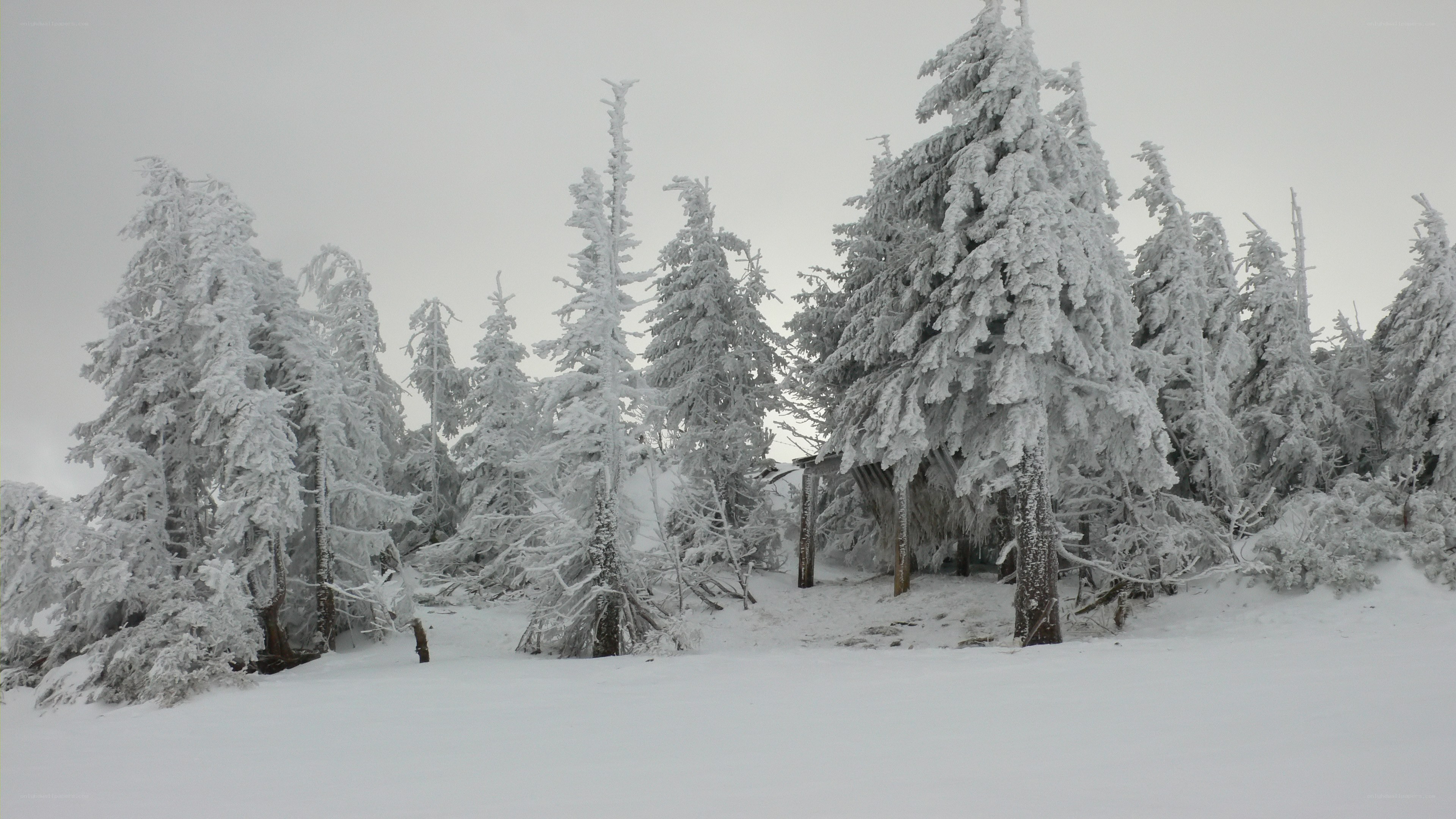 snow-covered forest in winter