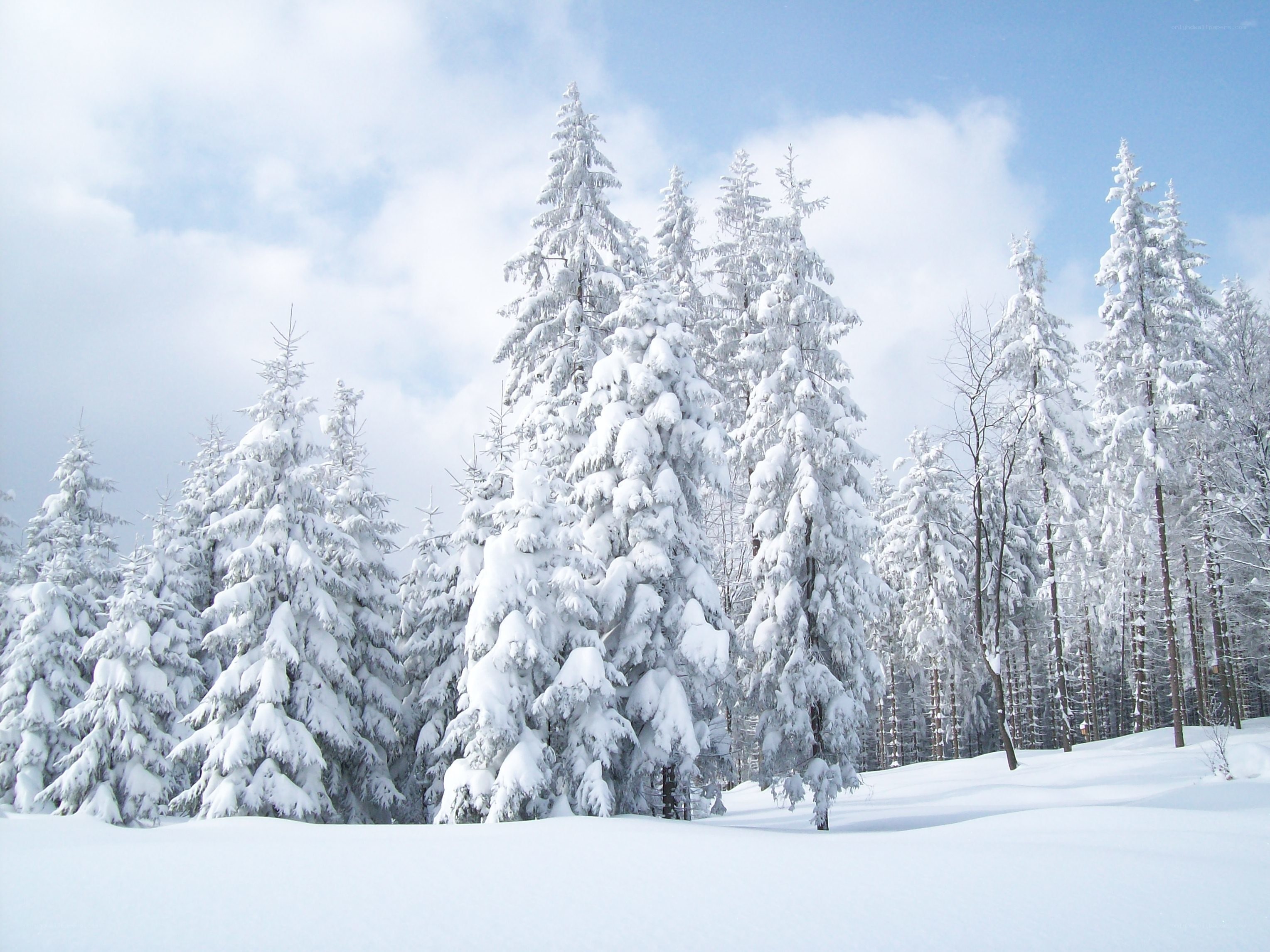 Snow-covered forest in winter