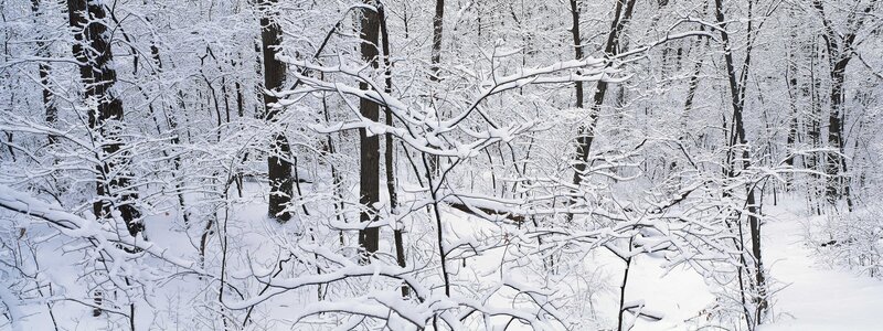 Snow-covered forest in winter