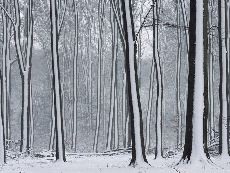 Snow-covered forest in winter