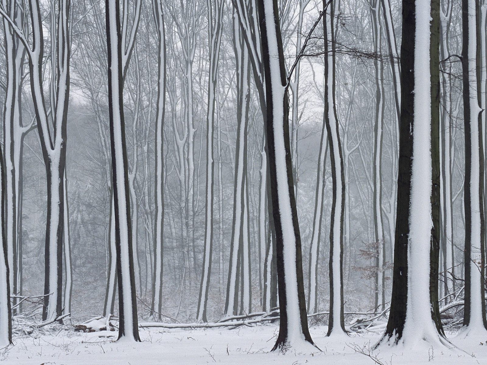 Snow-covered forest in winter