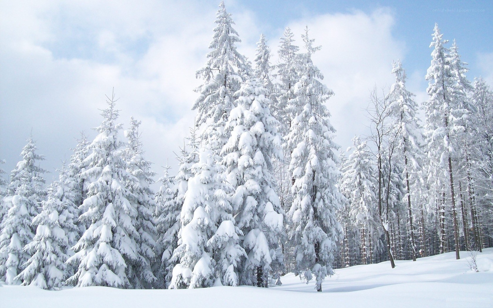 Snow-covered forest in winter