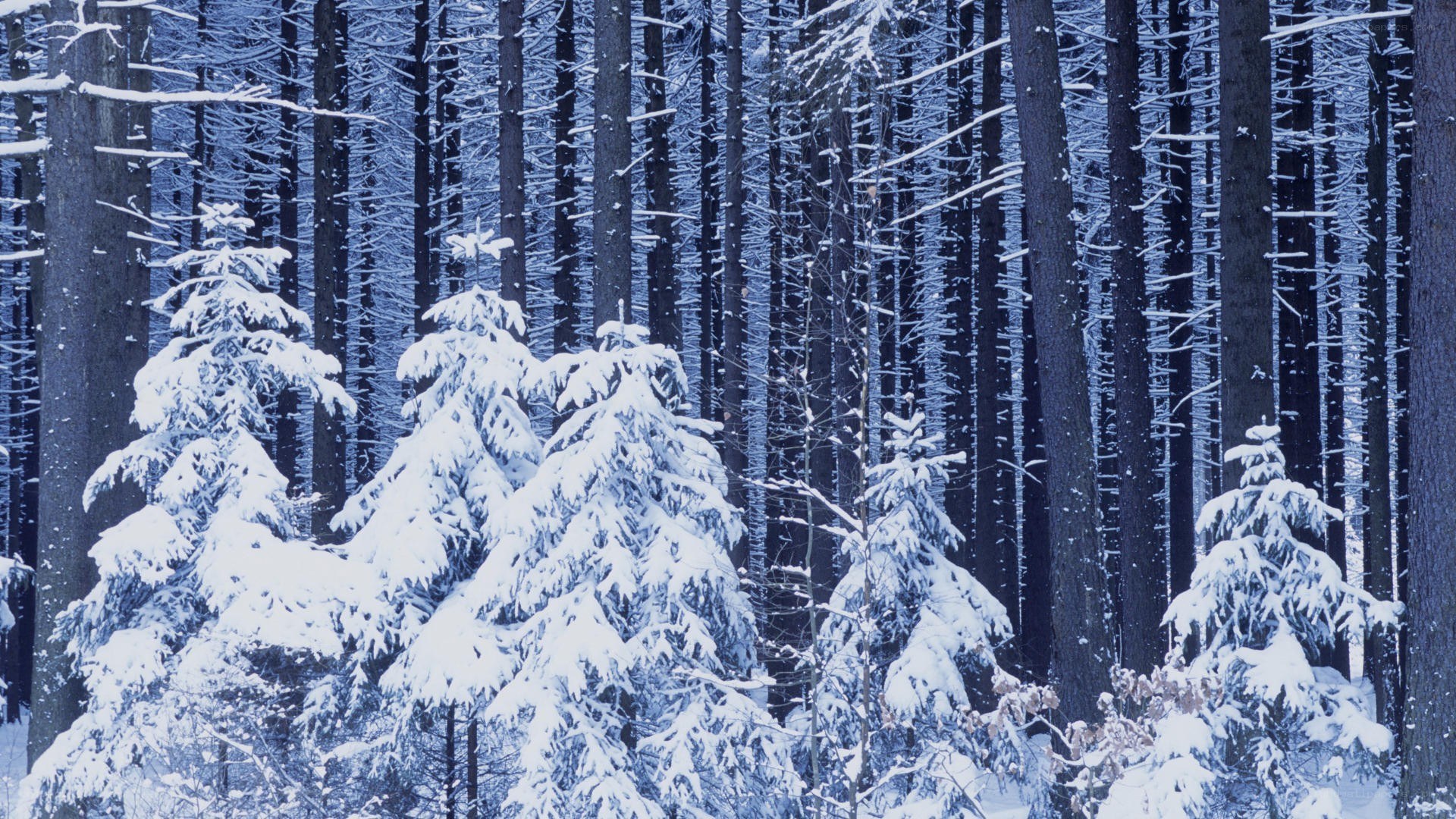 snow-covered forest in winter