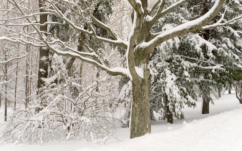 Snow-covered forest in winter