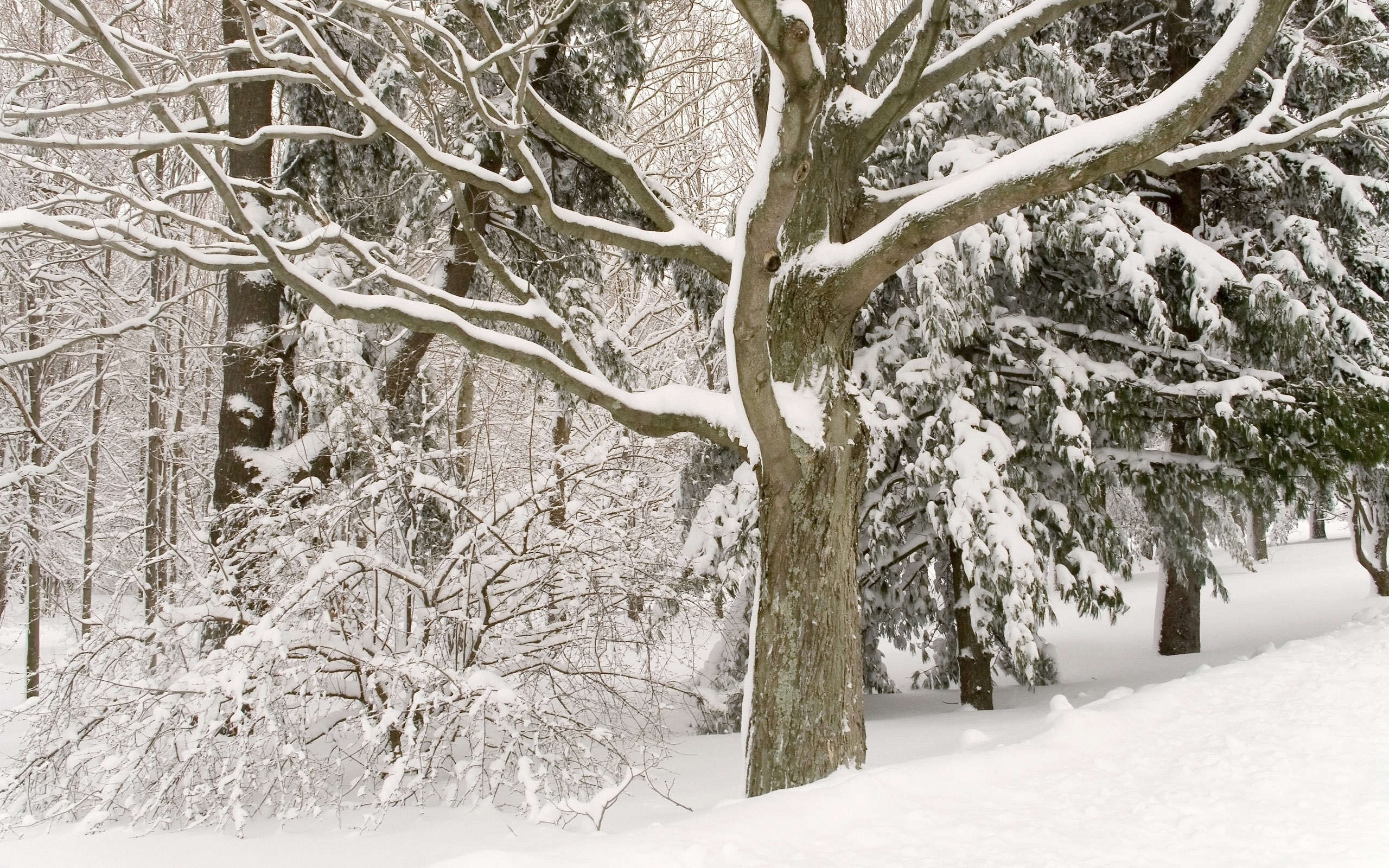 Snow-covered forest in winter