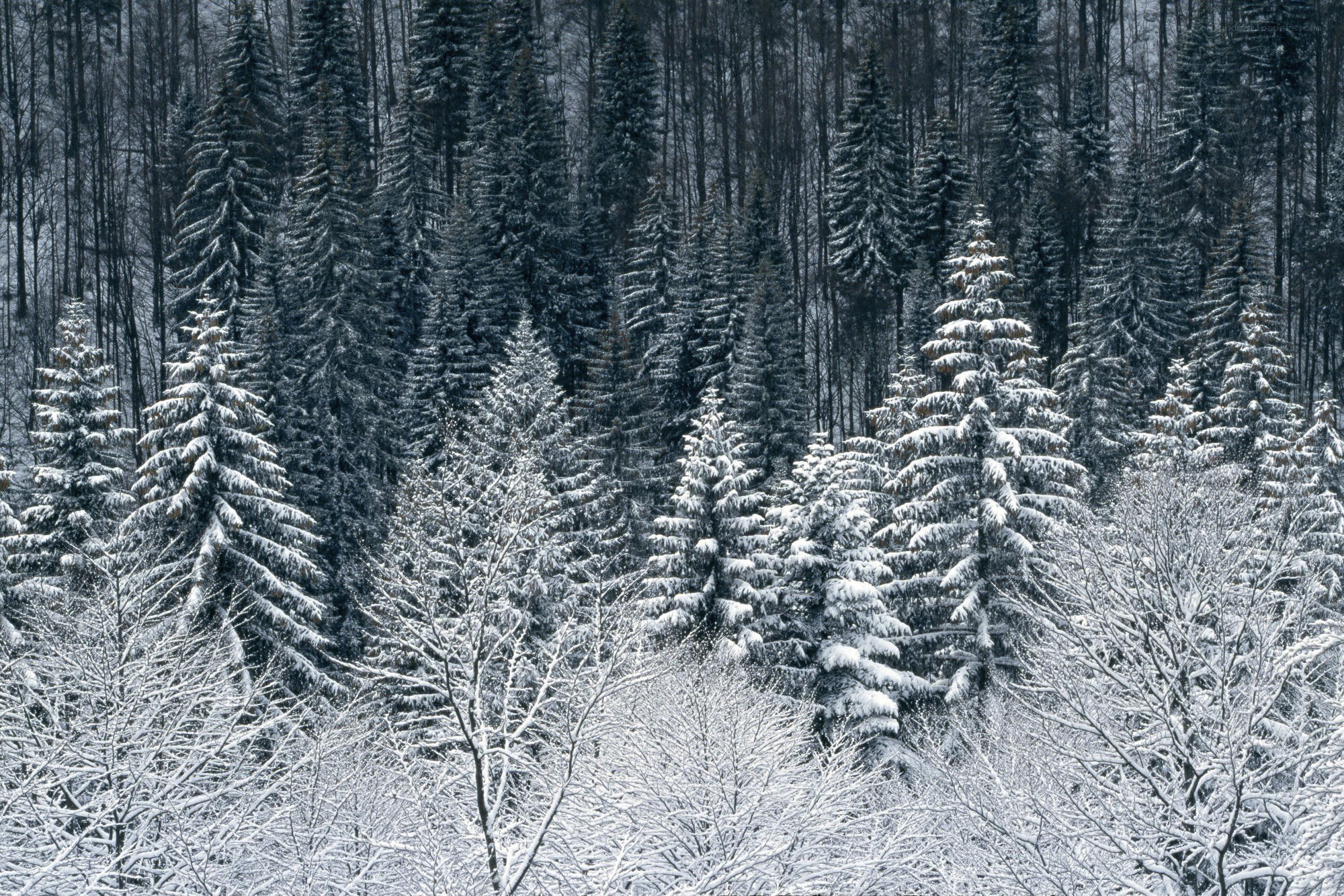 Snow-covered forest in winter