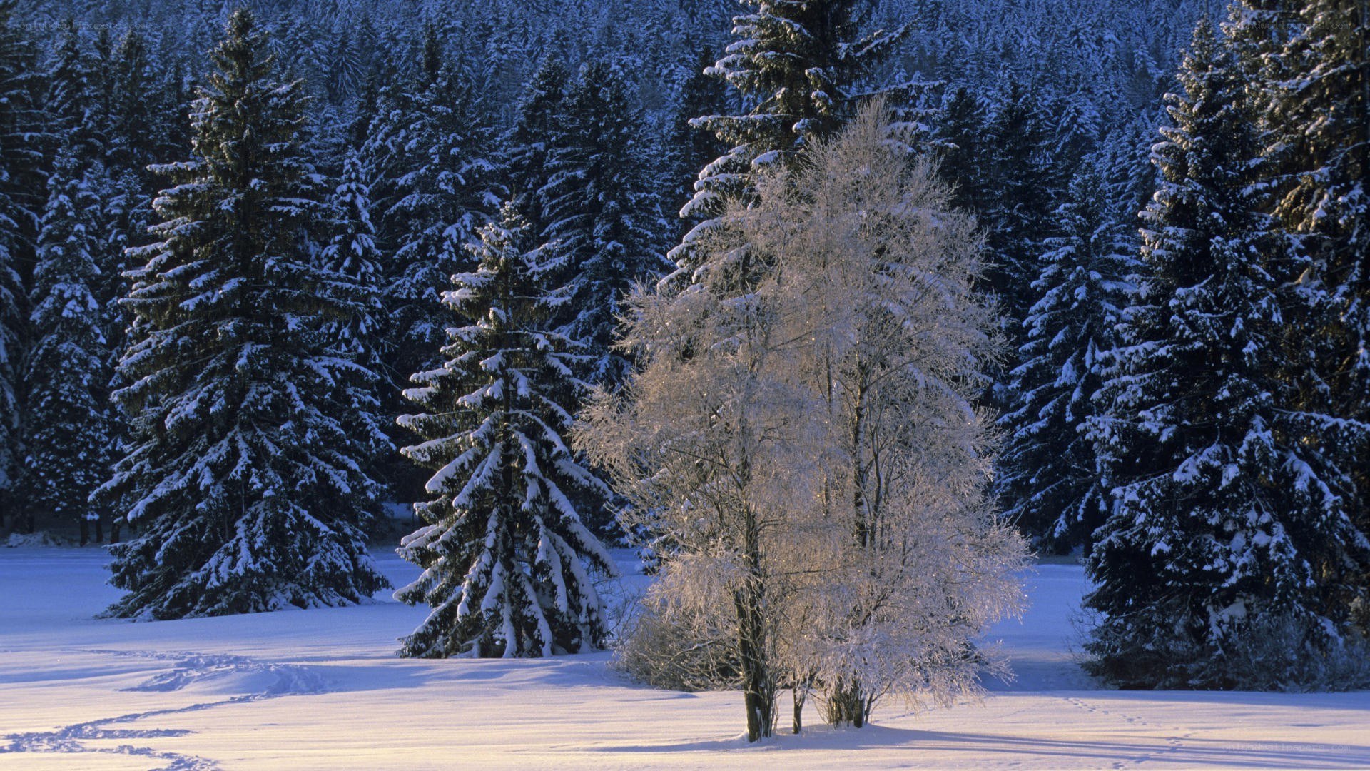 Snow-covered forest in winter