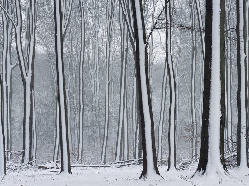 Snow-covered forest in winter