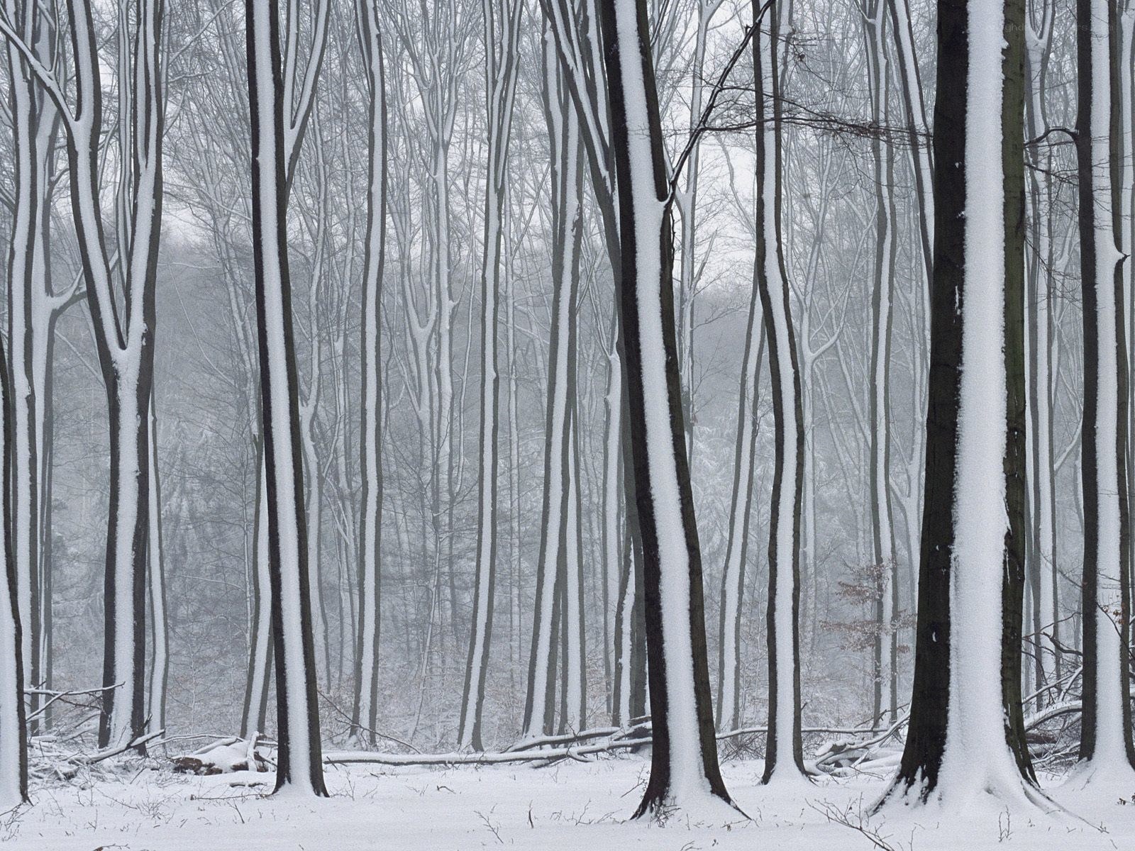 Snow-covered forest in winter