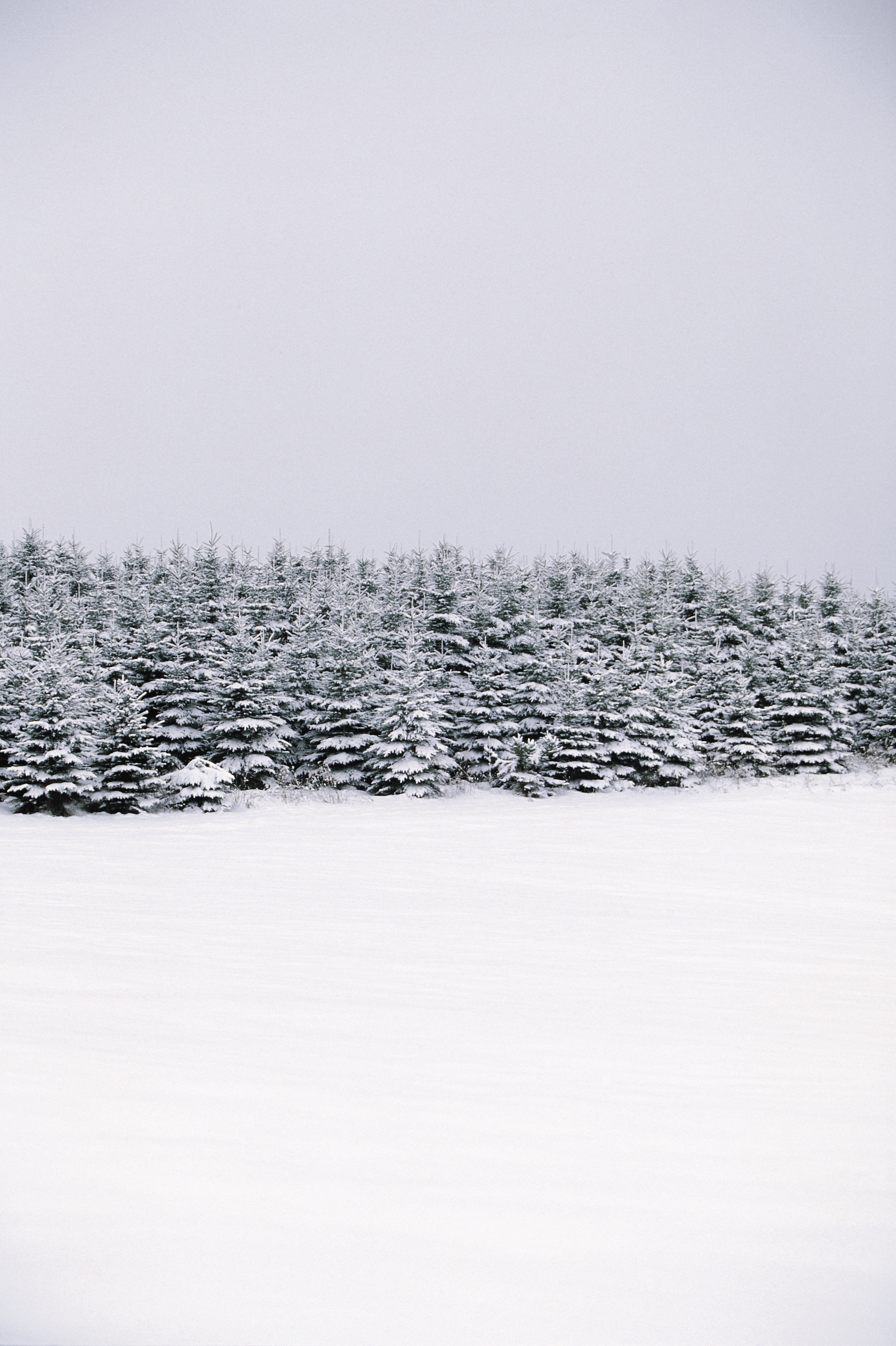 Snow-covered forest in winter