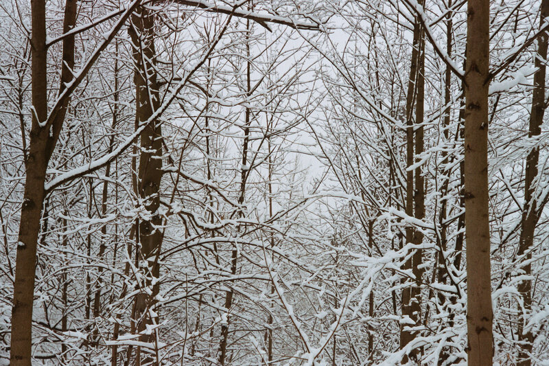 snow-covered forest in winter