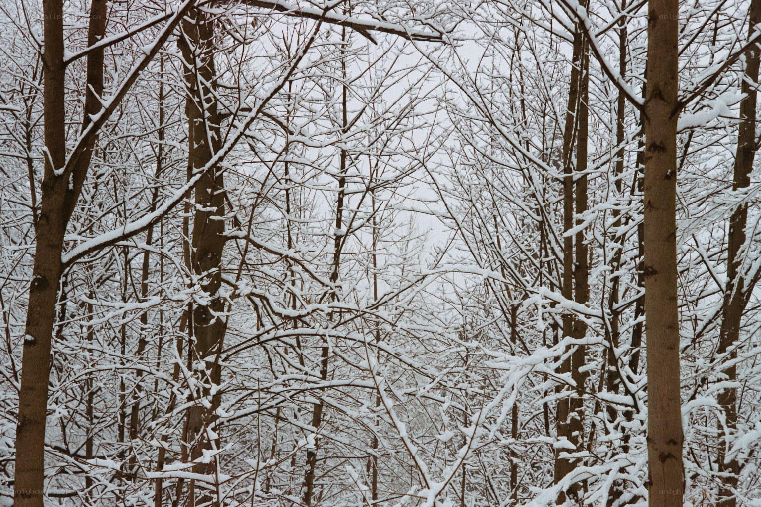 snow-covered forest in winter