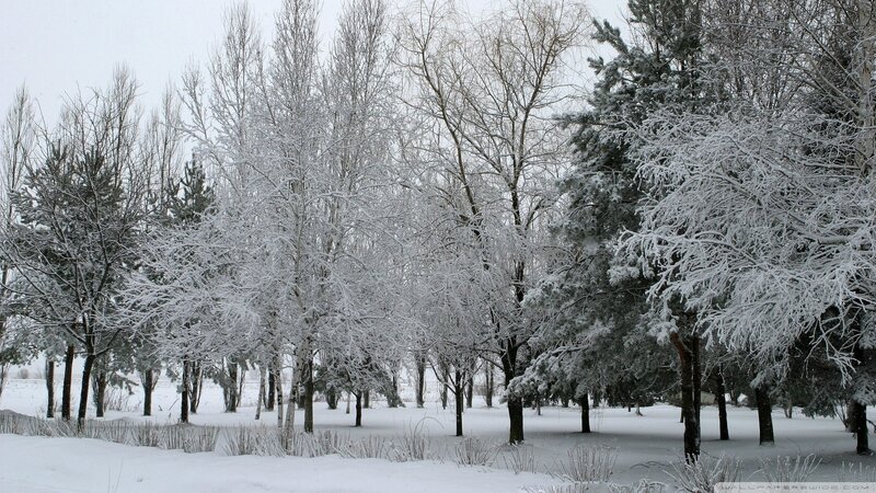 Snow-covered forest in winter