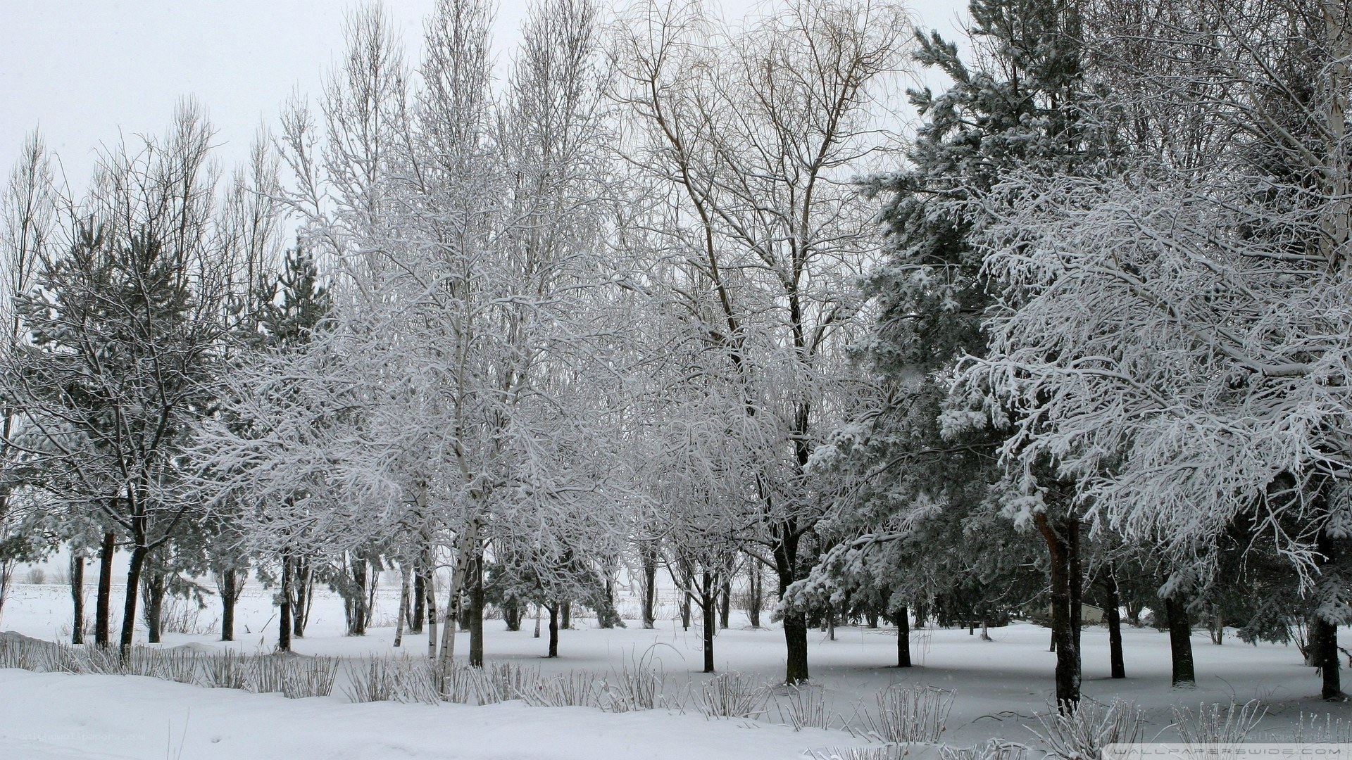 Snow-covered forest in winter