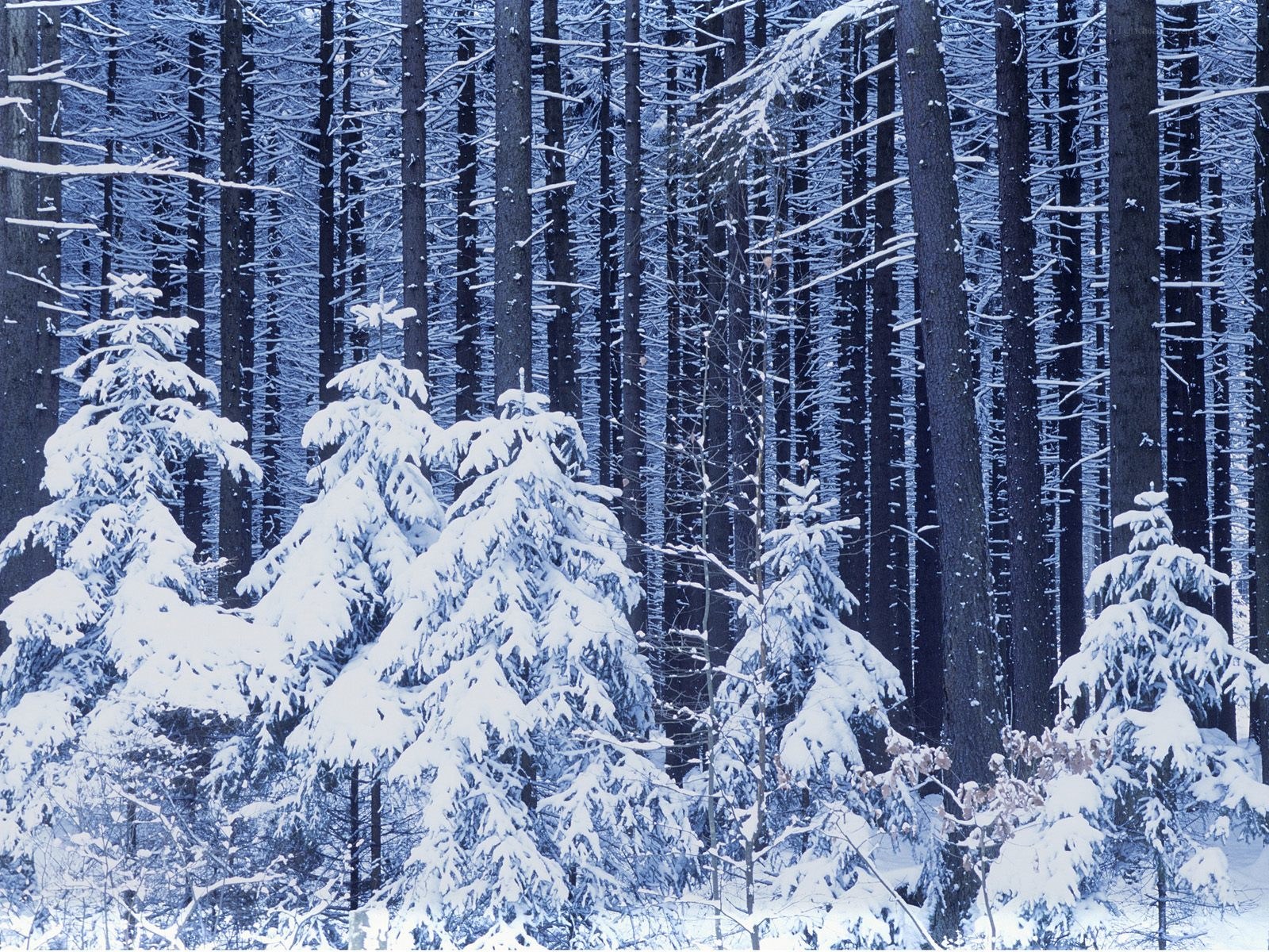 Snow-covered forest in winter