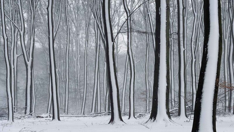 Snow-covered forest in winter