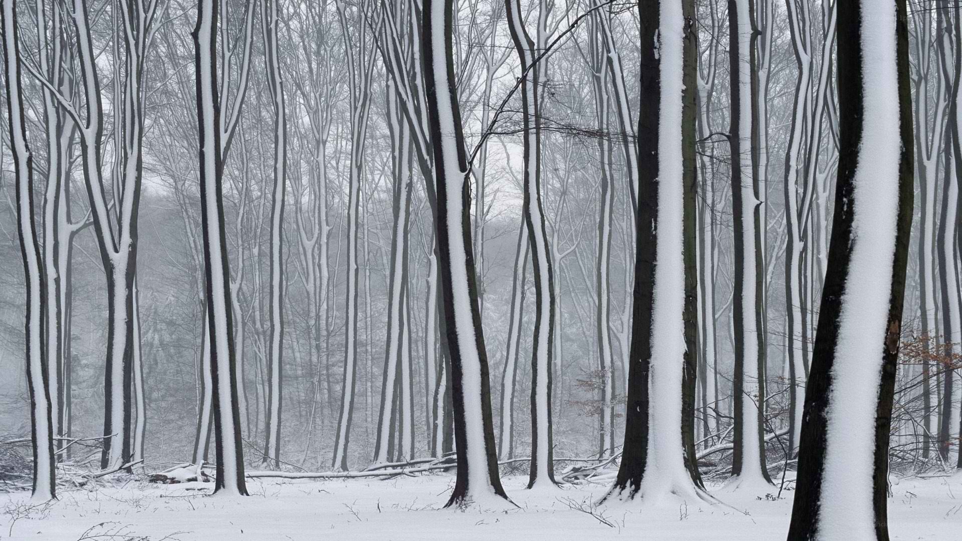Snow-covered forest in winter
