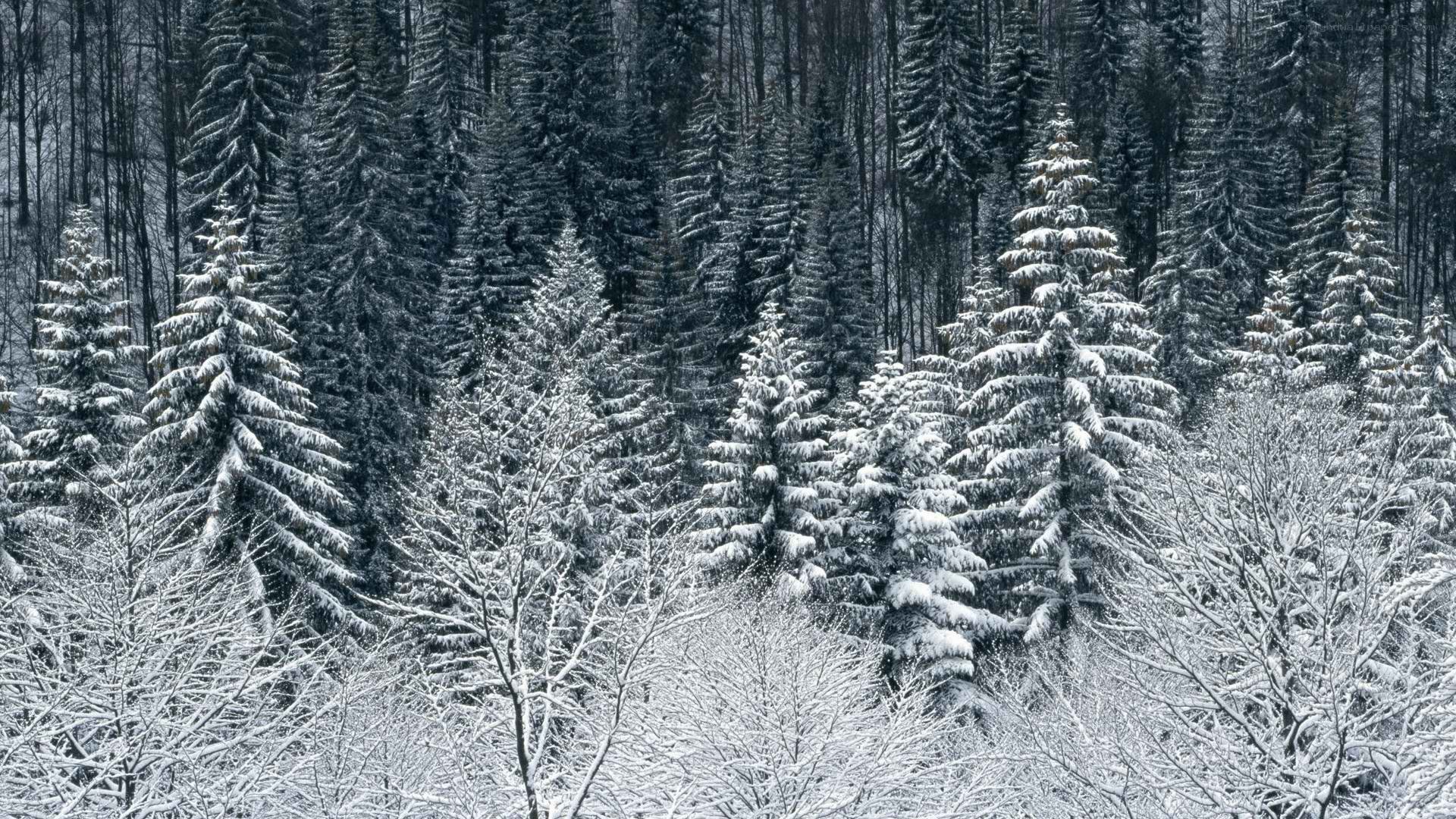 snow-covered forest in winter