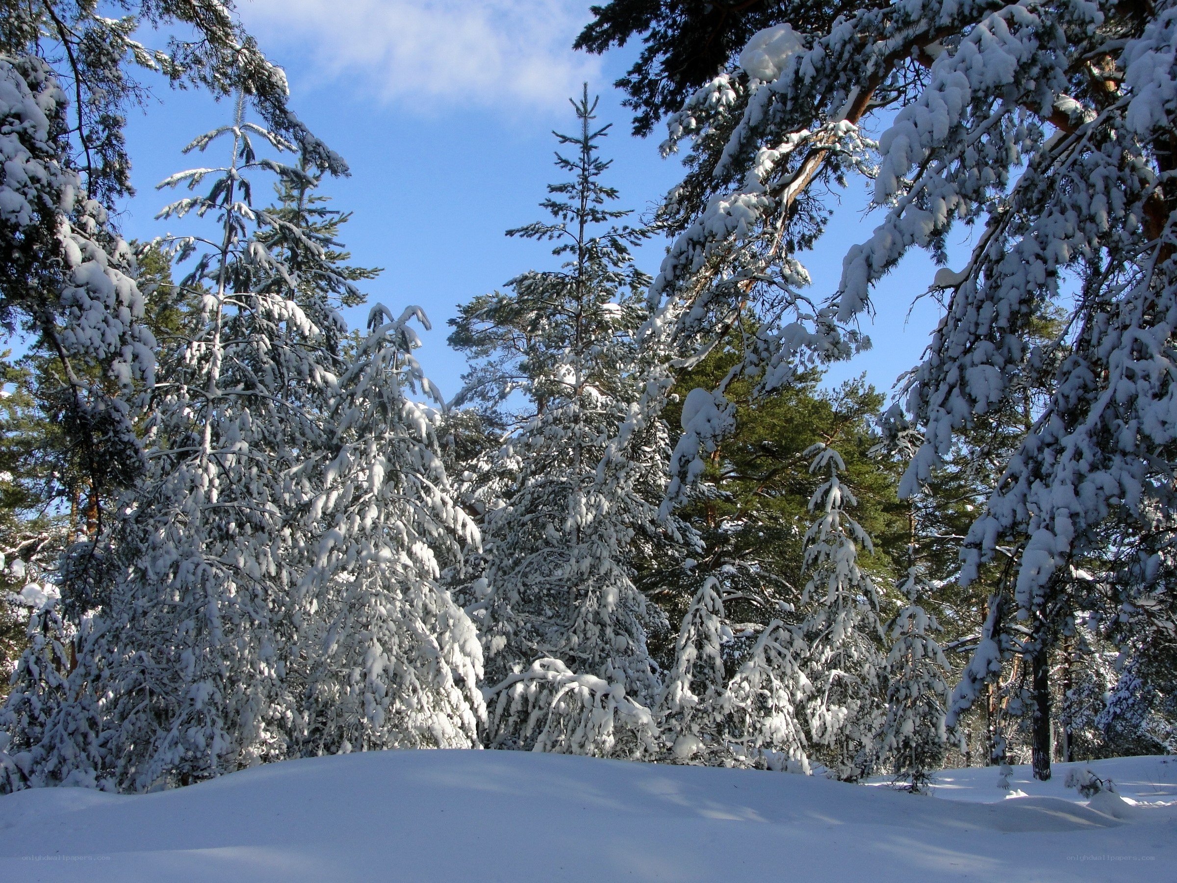 Snow-covered forest in winter